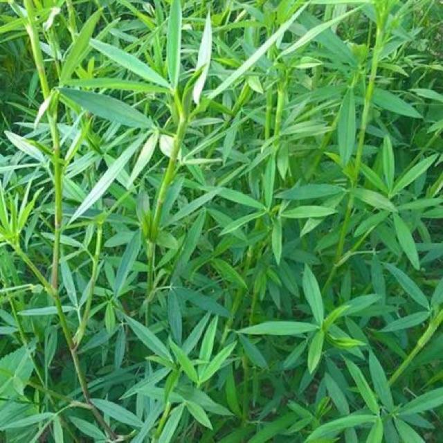Hạt Giống Cỏ Chăn Nuôi STYLO 1kg