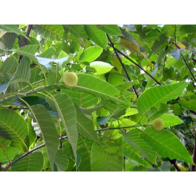 1 kg HẠT GIỐNG CÂY GÁO trắng