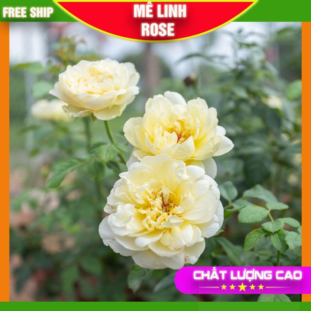 Hoa Hồng Ngoại Màu Trắng- Vàng Tươi Sáng Bông Nở To Mùi Hương Thơm Nhẹ