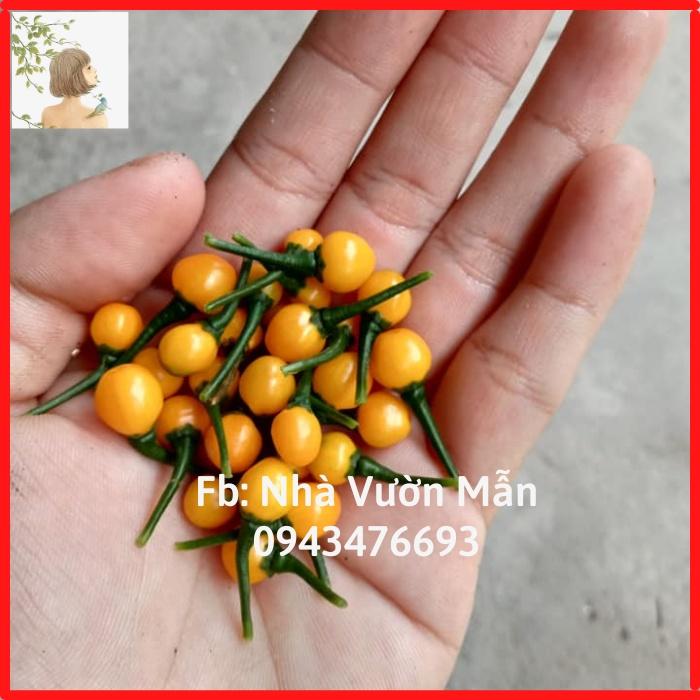 Hạt Giống Ớt Mắc Nhất Thế Giới Aji Charapita 570tr/kg Loại Ớt Ngon Và Đắt Nhất Thế Giới