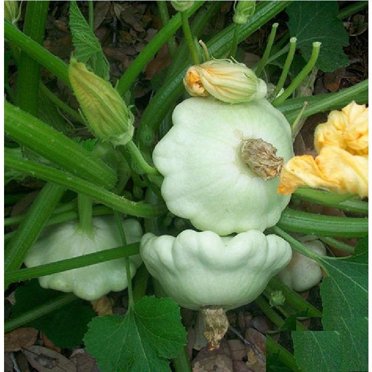 Hạt giống bí đĩa bay mix màu KNS323- Gói 10 hạt