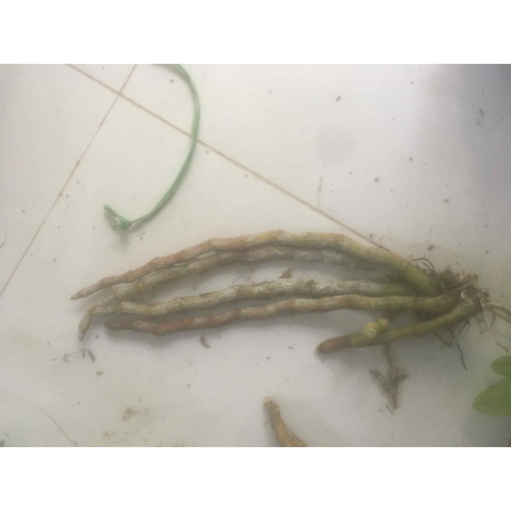 Trầm tím rừng