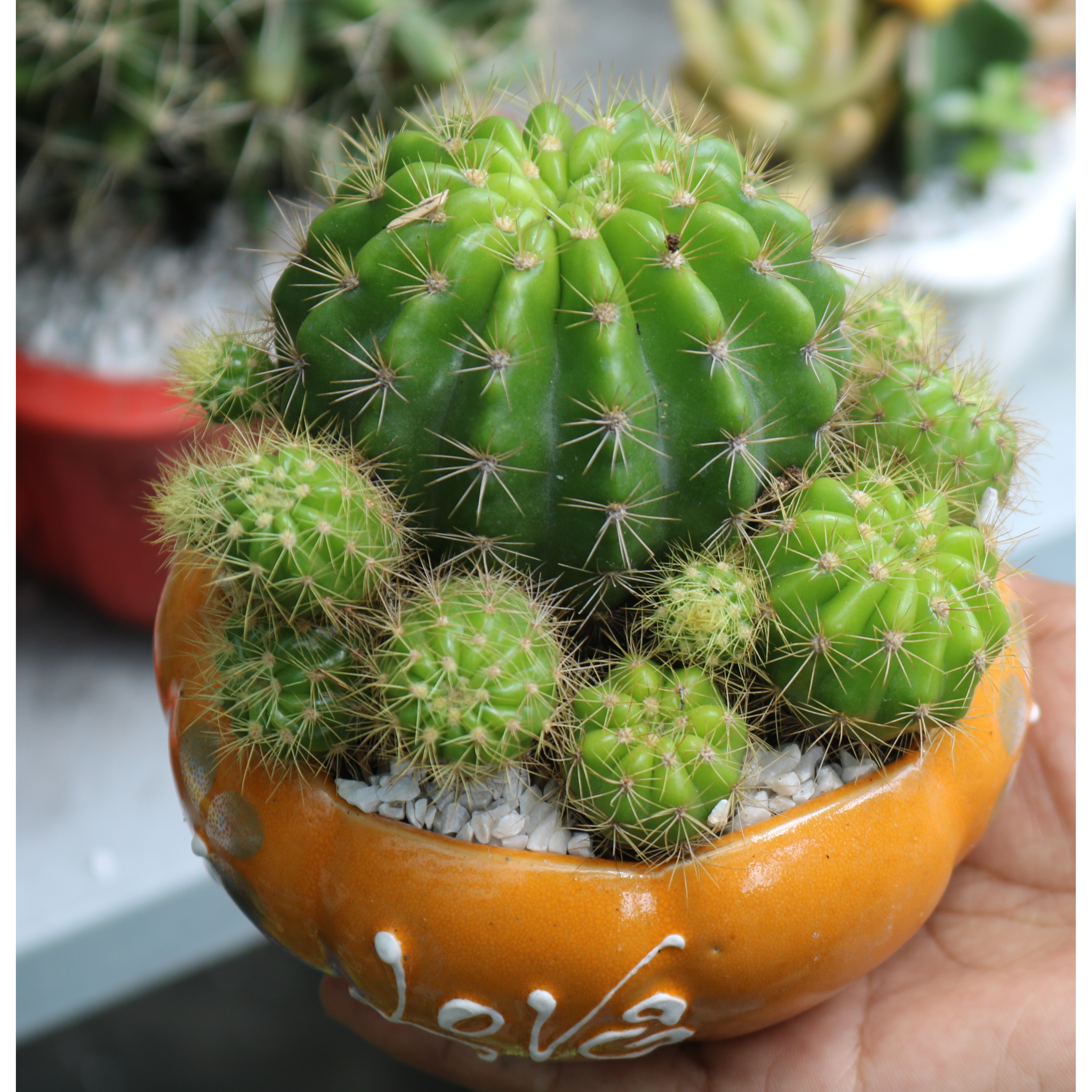 Chậu sứ cây xương rồng chùm tặng kèm đá trang trí