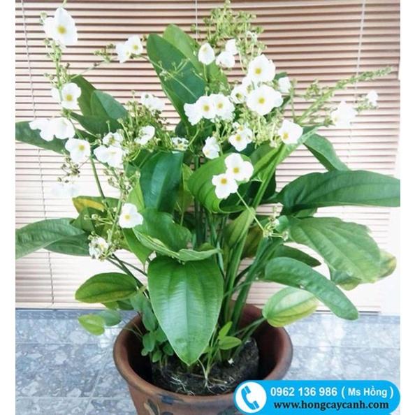 Cây giống bách thuỷ tiên