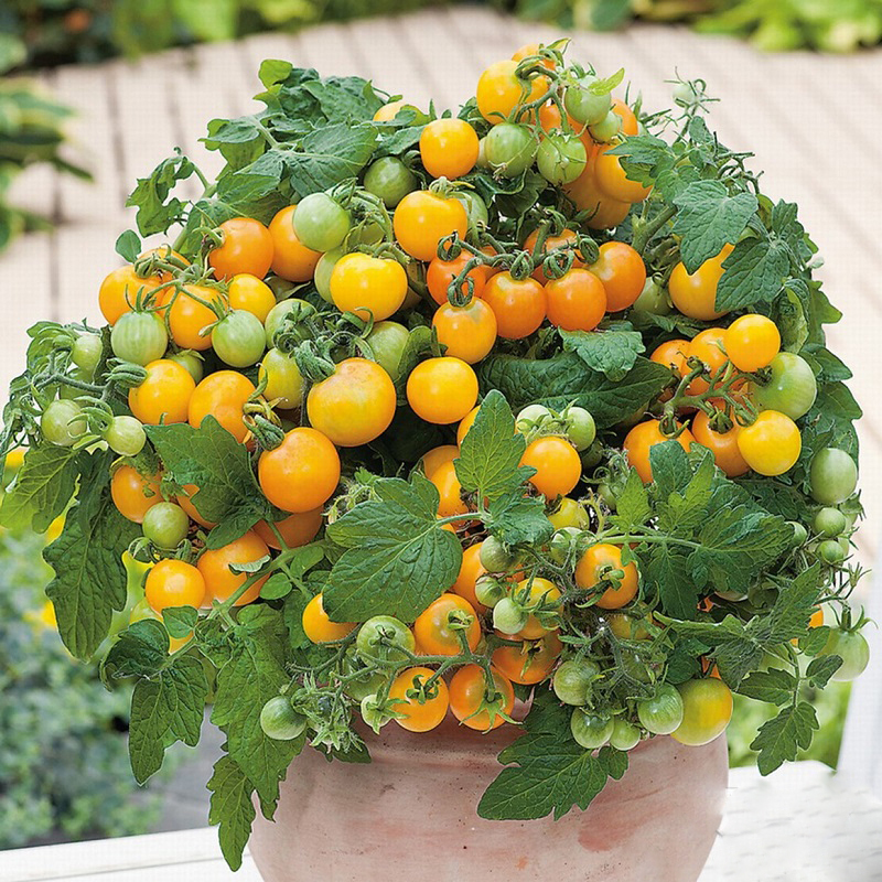 Hạt Giống Cà Chua Cherry Vàng, Hình Dáng Tròn Nhỏ Như Quả Cherry , Màu Vàng Pha Chút Cam Đẹp Mắt Nông Sản Vàng