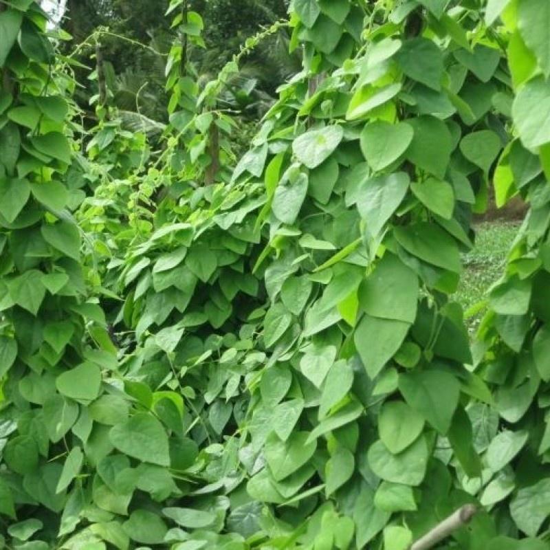 Combo 3 gói Hạt giống sương sâm lông -gói 10 hạt-tặng kèm gói phân bón lót