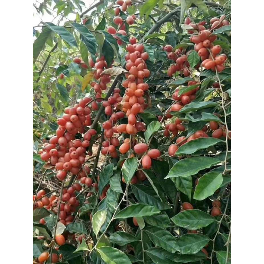 Sản phẩm CÂY NHÓT NGỌT MỸ