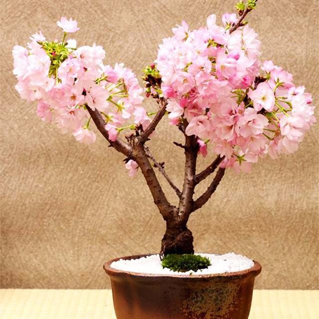 Bộ 5 gói hạt giống hoa anh đào Bonsai