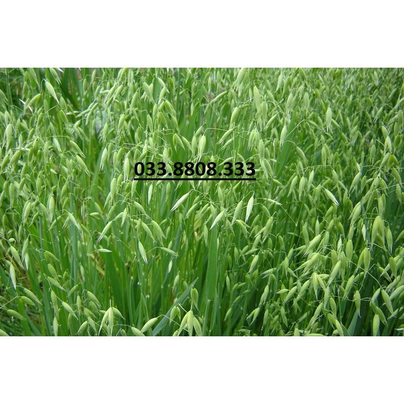 Hạt Giống Cỏ Yến Mạch 1kg – Hạt Giống Cỏ Chăn Nuôi Chịu Lạnh Tốt - Chăn Nuôi Gia Súc Lớn và có thể dùng nuôi mèo