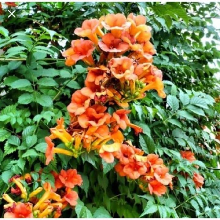 CHẬU HOA GIỐNG CÂY HOA LEO ĐĂNG TIÊU