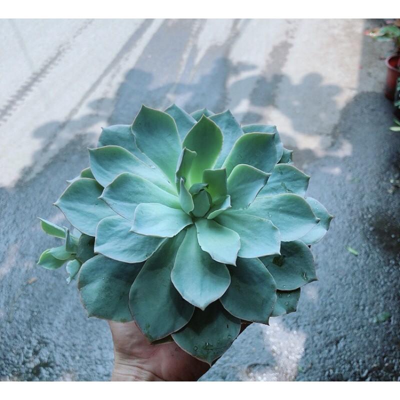 Sen Đá Hồng Phấn Lớn