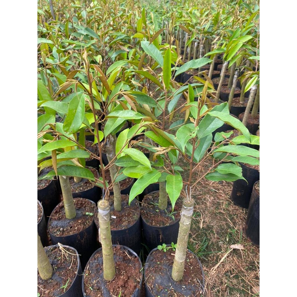 Cây giống Sầu Riêng Musang King - gốc GHÉP 2 NĂM