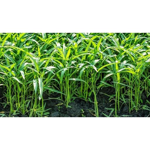 Hạt Giống Rau Muống Lá Tre Chịu Nhiệt, Thu Hoạch Nhiều Lần 100gram