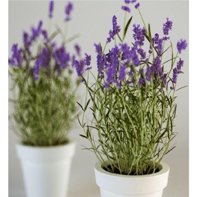 Hạt giống hoa oải hương gói 100 hạt