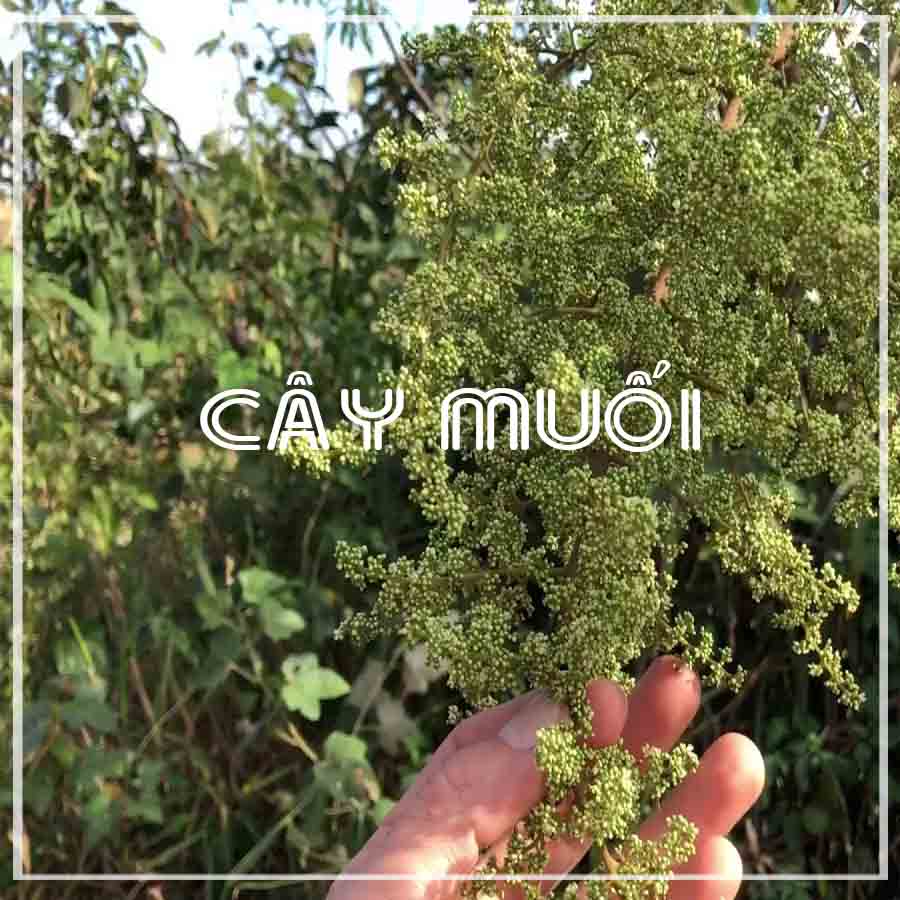 Cây Muối khô sạch đóng gói 500gram