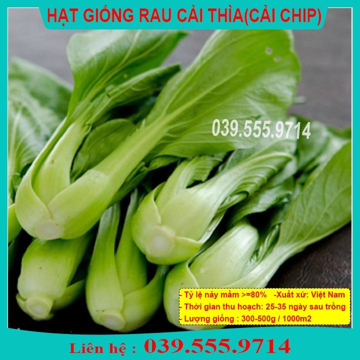 HẠT GIỐNG CẢI THÌA - RAU CẢI DỄ TRỒNG TẠI NHÀ