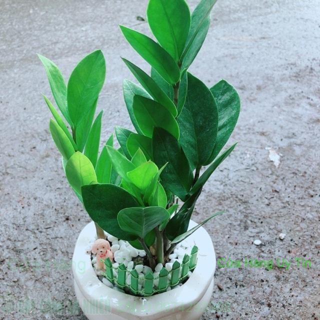 Chậu Kim Tiền Thái