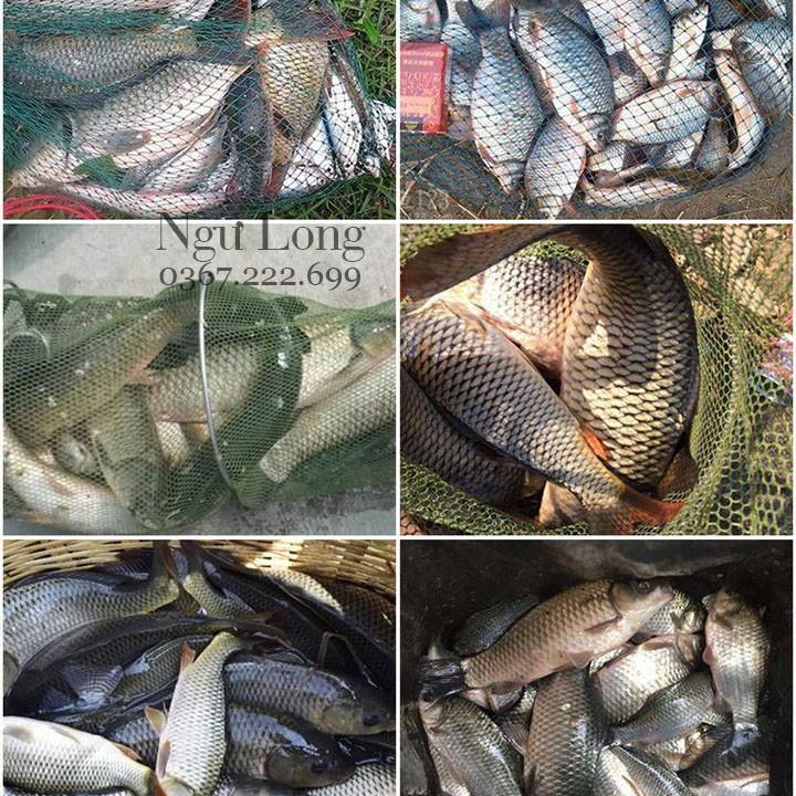 Mồi câu cá chép- tinh dầu dụ cá siêu nhậy