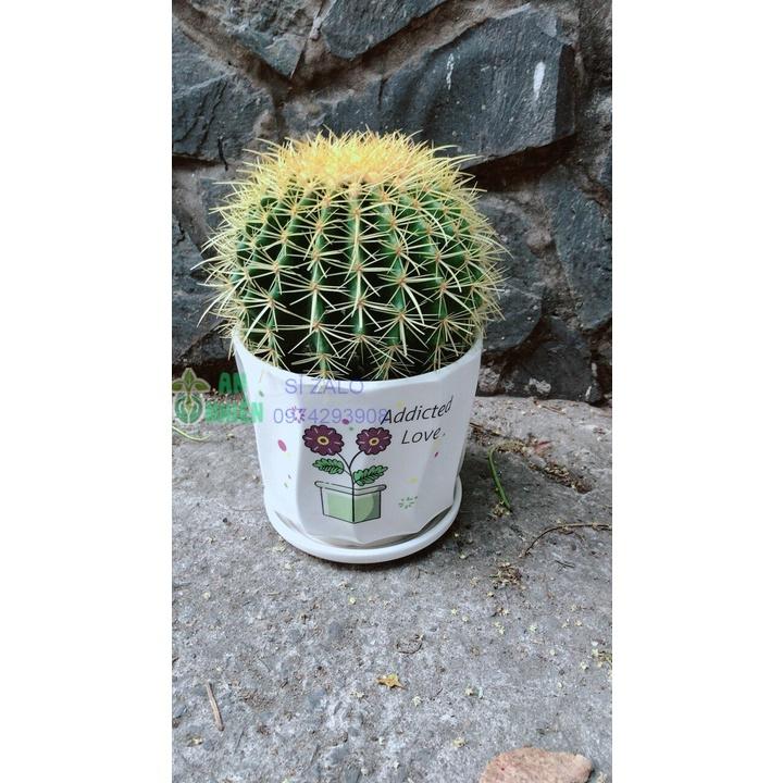 Chậu Xương Rồng Kim Hổ