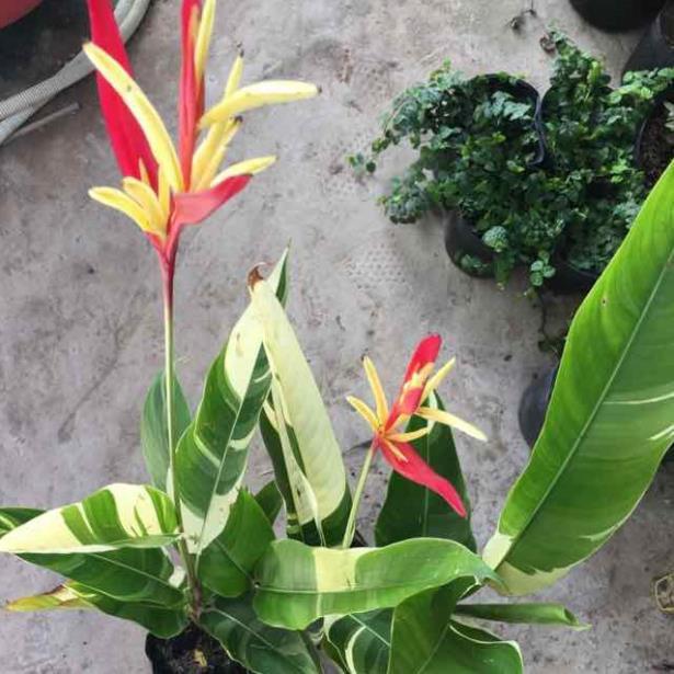 Cây chuối mỏ két lá cẩm thạch
