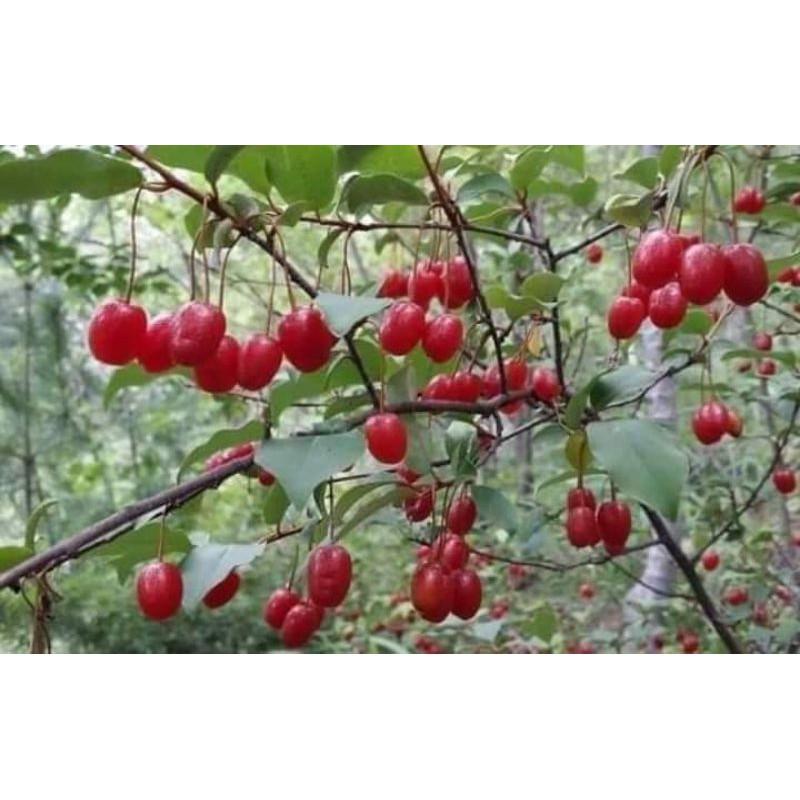 Cây giống nhót siêu ngọt mỹ ,