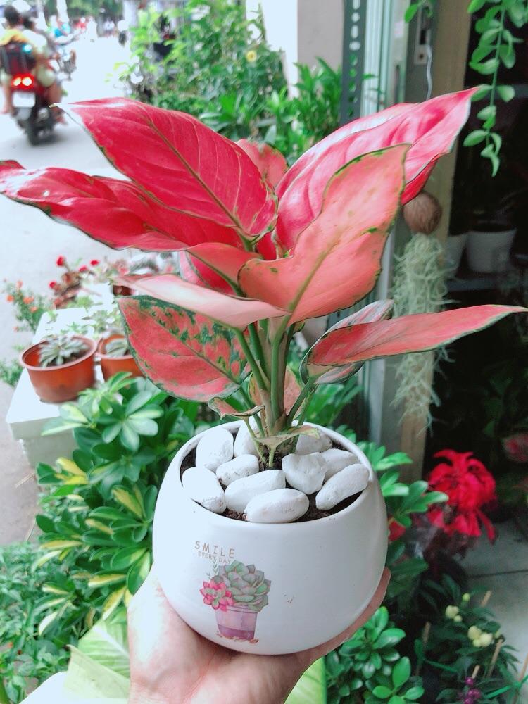Chậu Cây Vạn Lộc Hồng