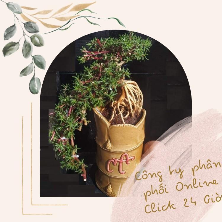 10 Cành Giống Hoa Mười Giờ Bonsai Loại Chuyên Nuôi Gốc To Để Làm BonSai Trồng Được Lâu Năm Hoa Nở Cả Ngày Mau Lớn