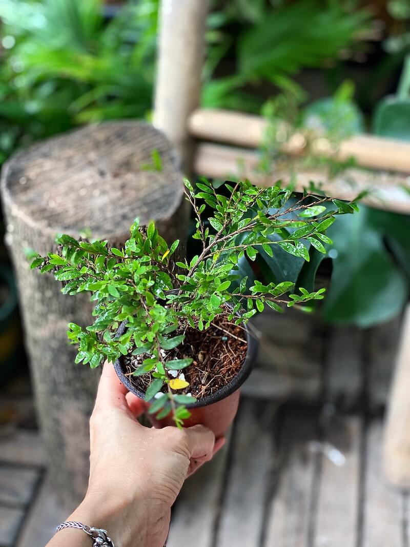 Cây Phyllanthus cochinchinensis Green Lightning  chậu nhựa 10cm