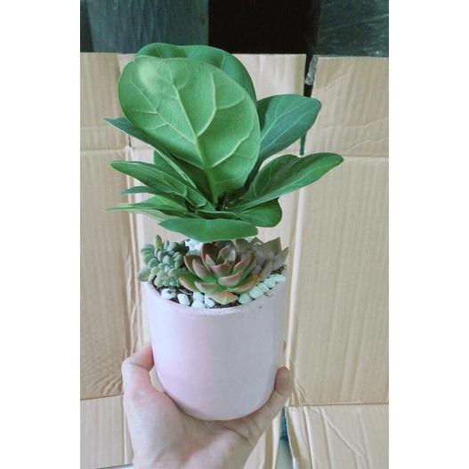 Chậu Cây Bàng Tiểu Cảnh Để Bàn Đẹp