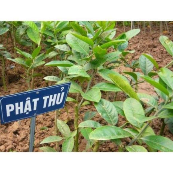 Cây Giống Phật Thủ