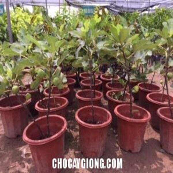 Cây sung mỹ F1