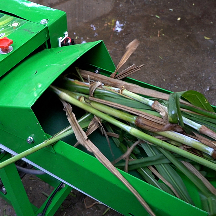 Máy băm cỏ voi, cây ngô băng tải 3A2,2KW an toàn tuyệt đối, năng suất 500Kg/h