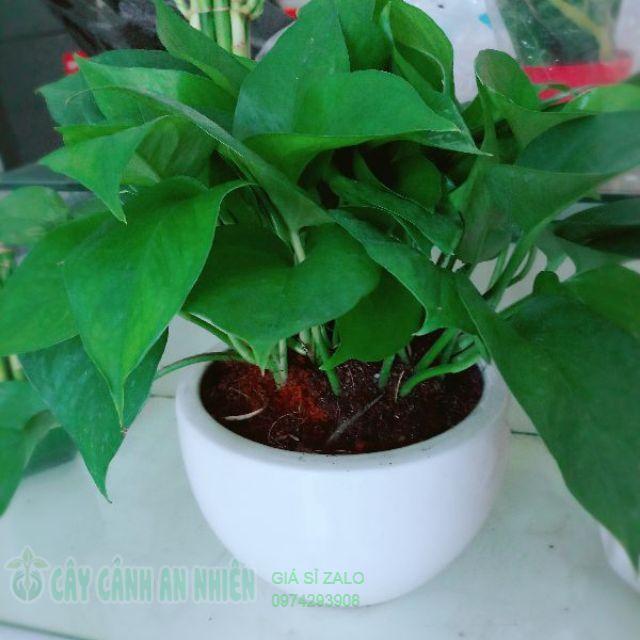 Chậu trầu bà