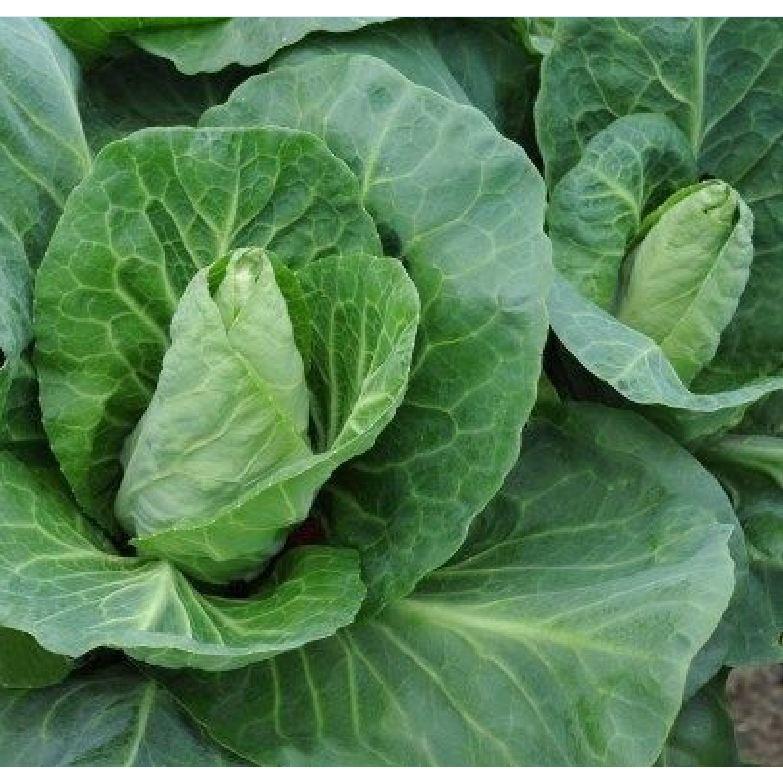 Hạt giống bắp cải trái tim Carambi F1 -0.2 gr