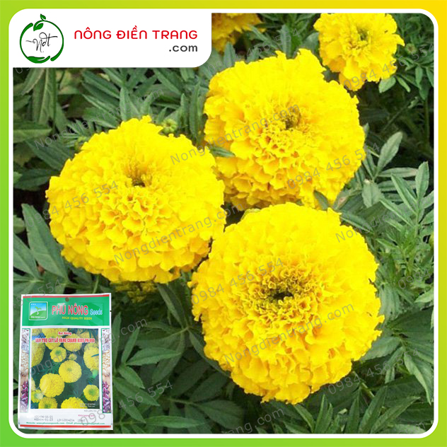 Hạt Giống Vạn Thọ Cây Lở Vàng Chanh Hiro Phú Nông - Gói 15 Hạt - Sinh Trưởng Khỏe, Kháng Bệnh Tốt VTNN Nông Điền Trang