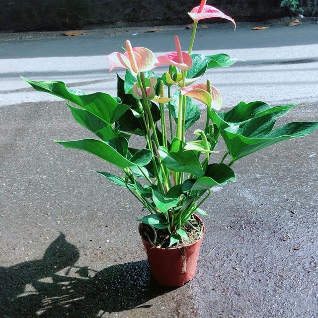 Cây Hồng Môn Size Lớn