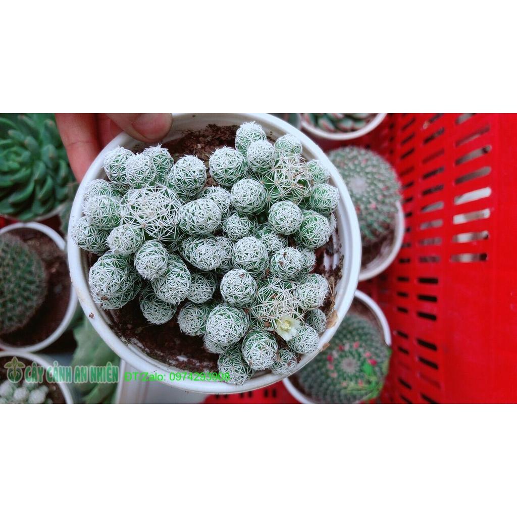 Xương Rồng Trứng Chim