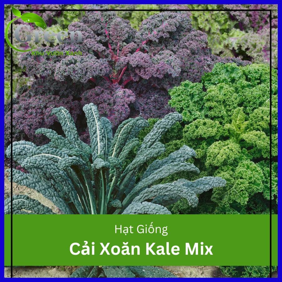 Hạt giống cải xoăn Kale mix nhiều loại