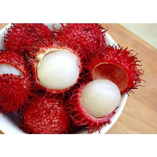 Cây giống Chôm Chôm Thái LÙN CAO 1M NHƯ HÌNH GIỐNG MỚI GHÉP TỪ CÂY SIÊU QUẢ (freeship xtra +