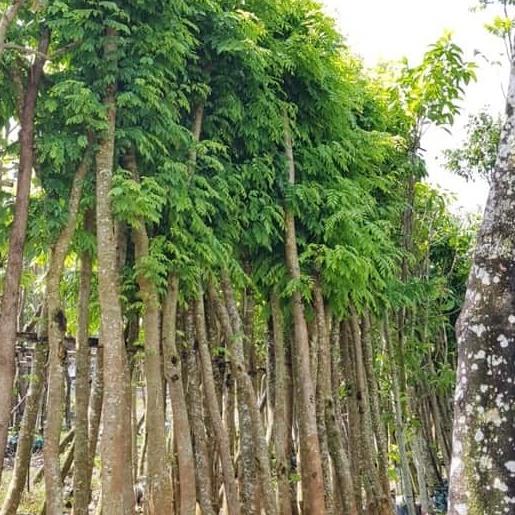 Cây Sưa Đỏ giống cây lấy gỗ mang lại giá trị kinh tế cao
