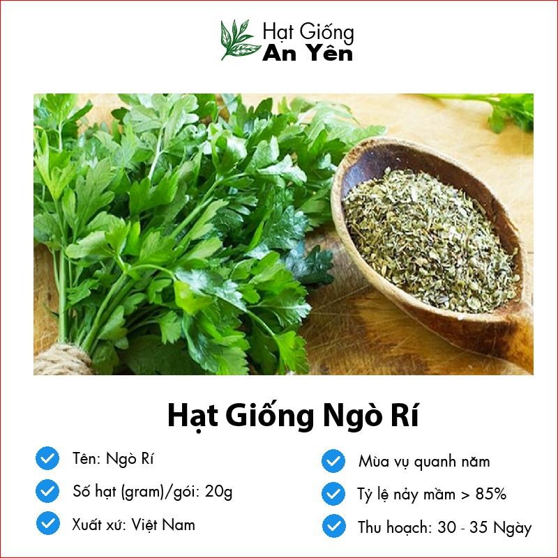 Hạt giống Ngò Rí thu hoạch sớm, dễ trồng, nảy mầm cao, sinh trưởng khoẻ