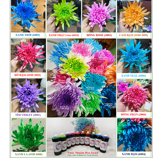 Nước Màu Nhuộm Hoa Tươi Màu Cam Israel Color Sodium For Fresh Flowers