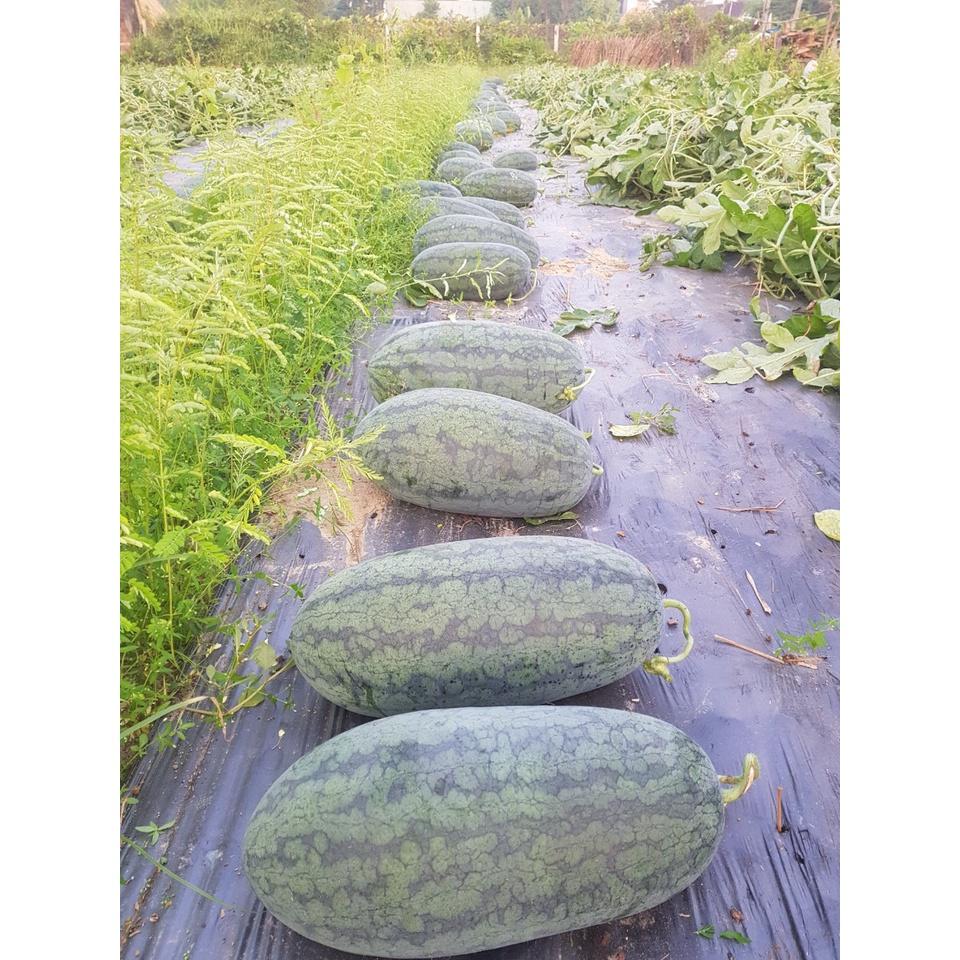HẠT GIỐNG GIỐNG DƯA HẤU LAI F1 - AGRI DOUBLE 388