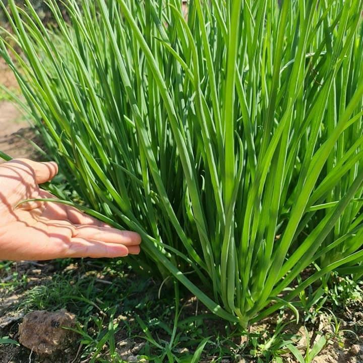 Hạt giống Hành Hương chịu nhiệt trồng quanh năm gói 2gr