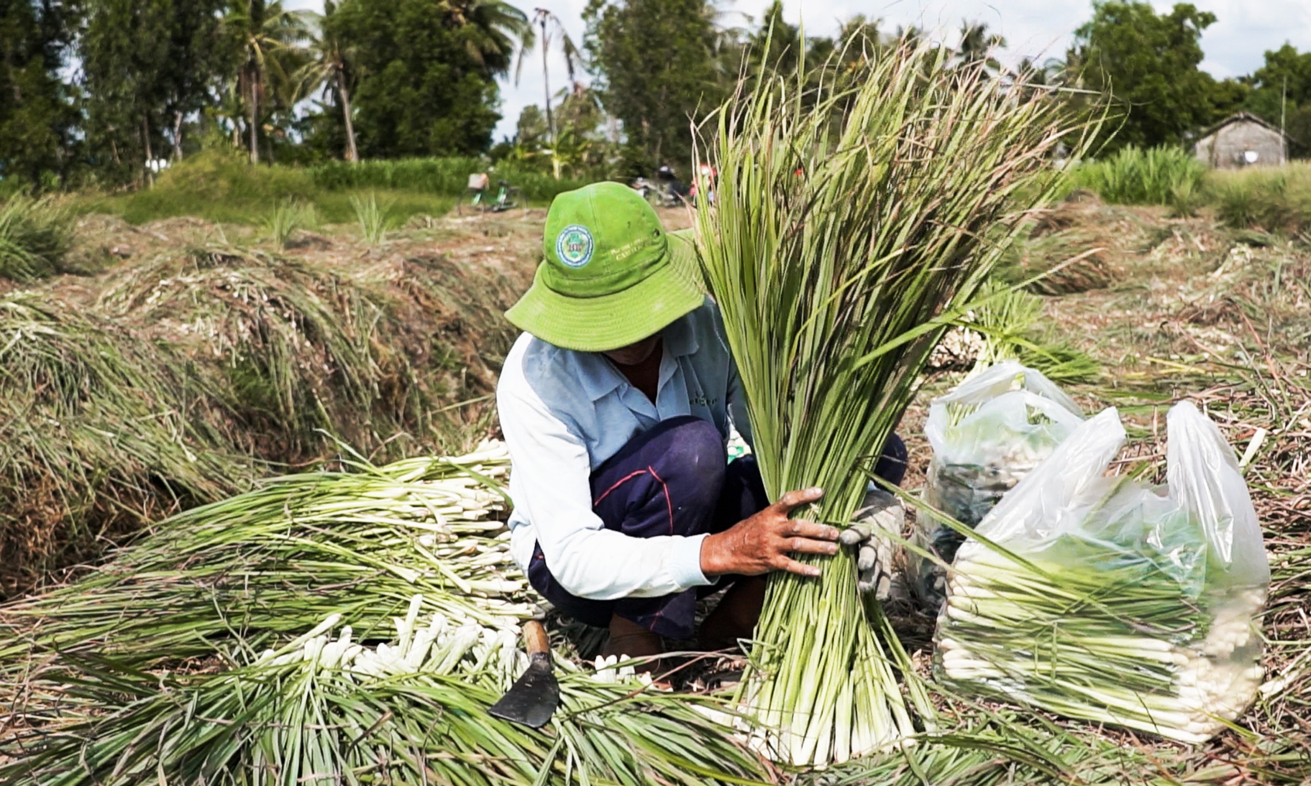 Tinh dầu Sả Chanh Organic Mộc Mây - tinh dầu nguyên chất từ thiên nhiên - chất lượng và mùi hương vượt trội