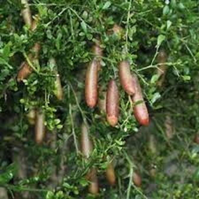 Cây giống chanh ngón tay thái lan quả sai cho quả sau 6 tháng trồng