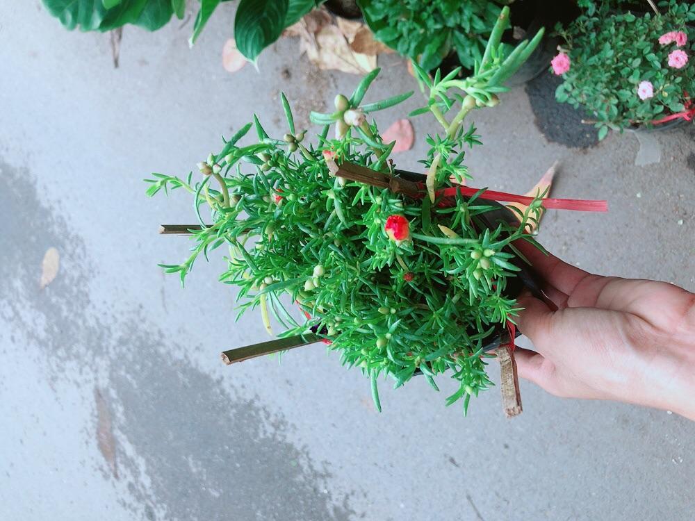 Hoa Mười Giờ