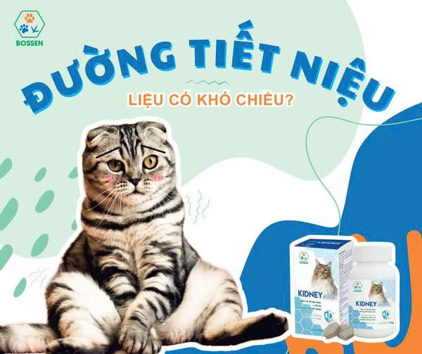 BOSSEN - KIDNEY Shield (cats) Hỗ Trợ Chức Năng Thận cho Mèo - Hộp 30 viên