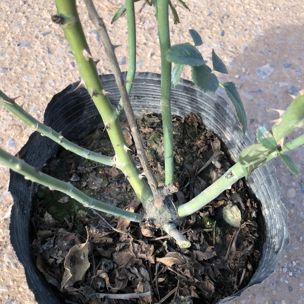 Cây hồng tỉ muội vàng, cao 50cm sai hoa hương thơm dễ chịu gốc to chắc khỏe thích hợp trang trí sân vườn