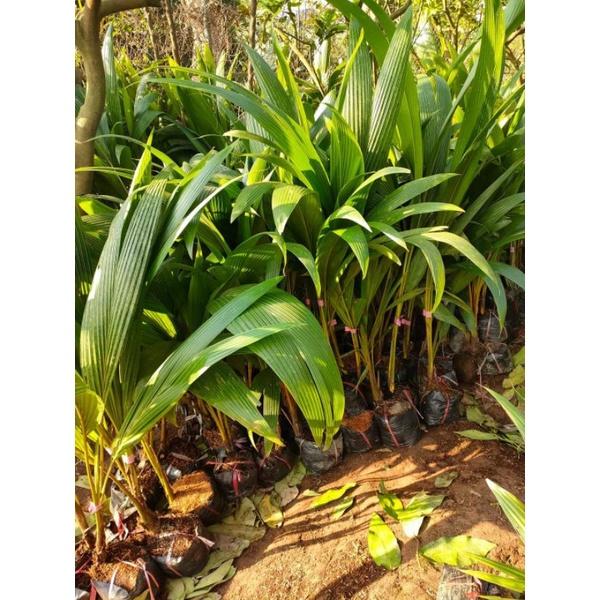 Cây giống Dừa xiêm xanh lùn cây giống chuẩn F1